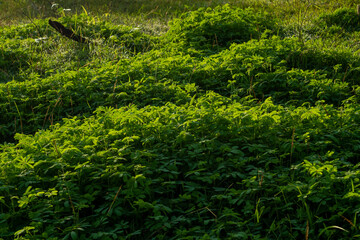 wild plants in the fields