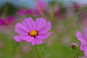 Obraz premium コスモス