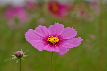 Fototapeta premium コスモス