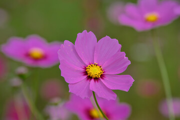 Obraz premium コスモス