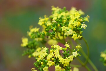 Golden lace is one of Japan's seven autumn herbs
