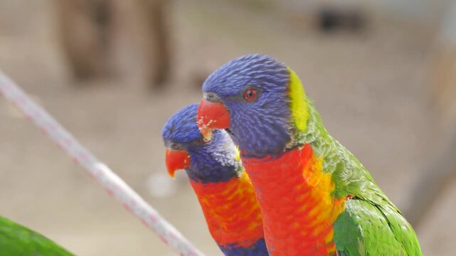 Rainbow lorikeets eating