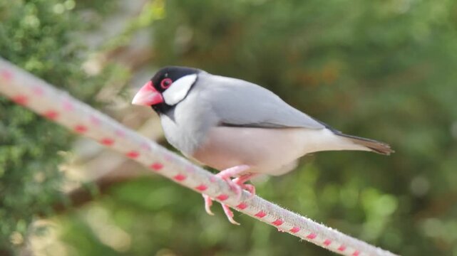 Sparrow on a rope