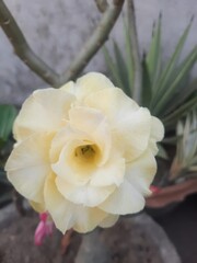 Delicate cream colored desert rose flower in bloom