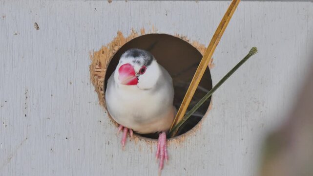 Sparrow in bird hut