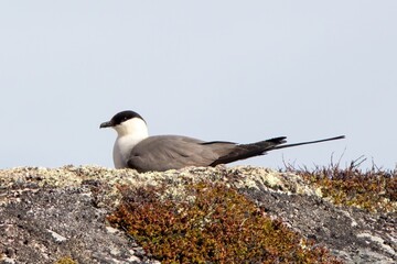 Long-tailed Jaeger (Stercorarius longicaudus), adult in summer costume, Flatruet, Harjedalen, Sweden.