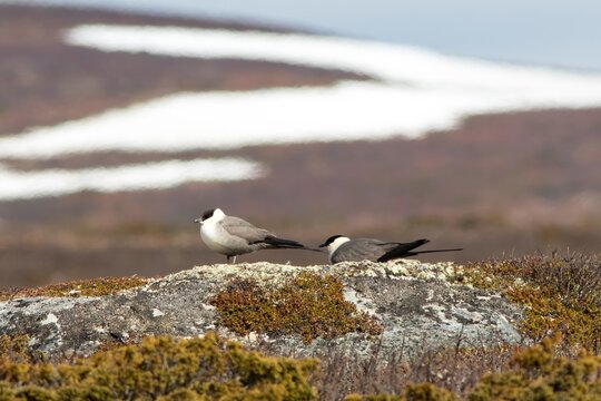 Long-tailed Jaeger (Stercorarius longicaudus), adult in summer plumage, Flatruet, Harjedalen, Sweden.