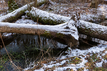 A small stream in the Biaowieza Forest in a winter landscape.