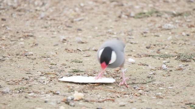 Sparrows eating from ground