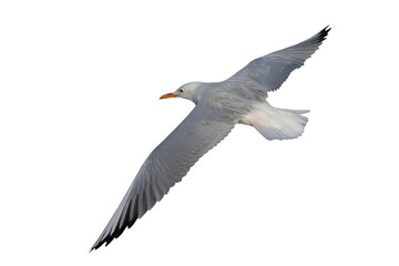 Obraz premium Slender-billed Gull flying isolated on transparent background png file 