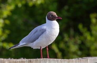 Black-headed Gull (Chroicocephalus ridibundus) adult, in Harjedalen, Sweden.