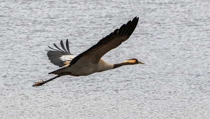 Crane (Grus grus) flying at Flatruet, Harjedalen, Sweden.