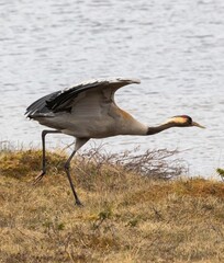 Crane (Grus grus) by a small lake at Flatruet, Harjedalen, Sweden.