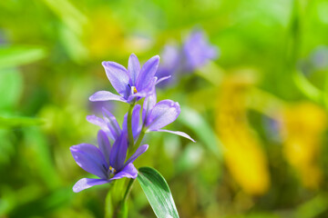 blue flowers in the garden
