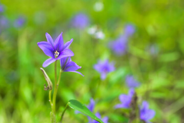 blue flowers in the garden