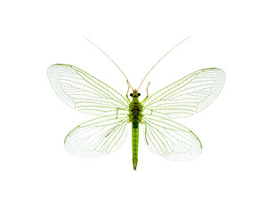 Isolated Green Lacewing Insect with Transparent Wings (Transparent Background)