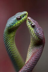 Obraz premium Colorful snakes showing affection