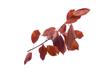 Decorative branch with burgundy, maroon, and crimson leaves isolated on transparent background. Perfect red element for floral patterns, seasonal themes, creative projects, nature compositions.