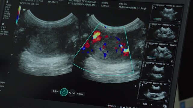 Veterinary color doppler ultrasound diagnosing a dog