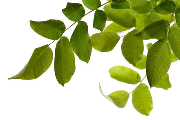 Fototapeta premium High-quality isolated green branch with fresh spring and summer leaves on transparent background