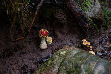 champignons rouges dans une forêt des vosges, annamite tue-mouche dans la nature