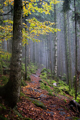 sous bois des Vosges an automne pendant une ballade dans la nature