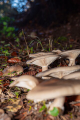 parterre d'une forêt avec des champignons sur un sol d'automne