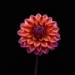Vibrant Dahlia Flower Isolated on Black Background.