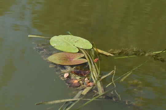 Water Chestnut (Trapa natans) in a pond, detail of water chestnut leaves floating on the water