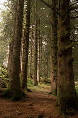 Obraz premium Sendero entre arboles del bosque frondoso verde y marron