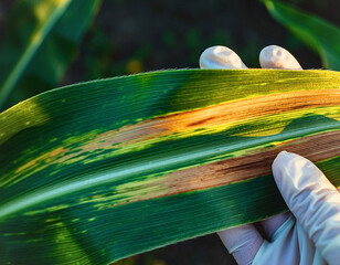 Hand in Glove Inspecting Corn Leaf Disease Damage in Field
