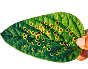 Hand Holding Leaf with Fungus Spots (Transparent Background)