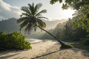 Palm tree casting shadow on sandy beach under sunny skies