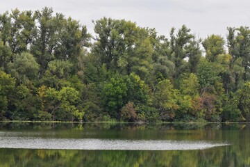 Landscape of a lake with forest and reeds on a cloudy day