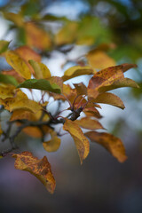 Yellowed apple tree leaves in the autumn