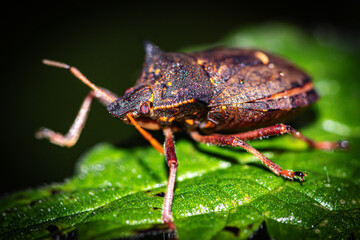 green shield bug