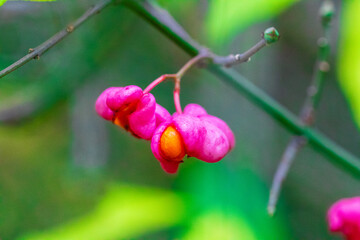 pink flower with an orange berry inside