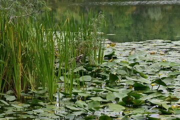 Water lilies and Typha grass  on the surface of a lake in the forest