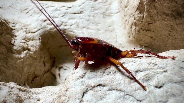 Detailed macro shot of a cockroach crawling on a rough textured surface, showing its antennae, spiny legs, and shiny body in natural lighting