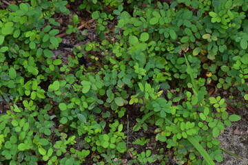 Close up of small green leaves on the ground in the garden