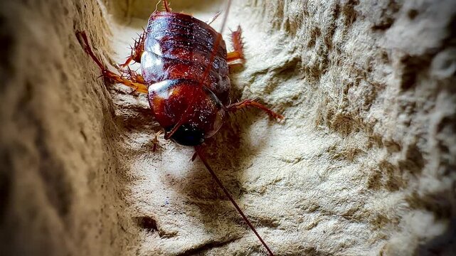 Detailed macro shot of a cockroach crawling on a rough textured surface, showing its antennae, spiny legs, and shiny body in natural lighting
