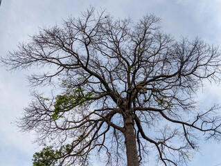 Bare Tree Against Cloudy Sky A Study in Nature's Beauty and Resilience Amidst Changing Seasons