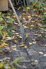 Autumn Leaf Cleanup with Rake