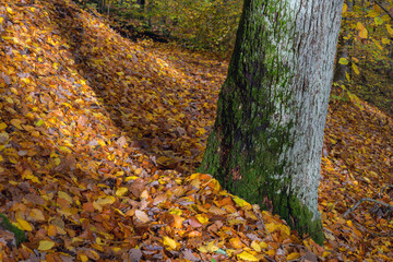 Bei Sonnenschein im Herbst Mischwald am Hang, viel Laub auf Wegen