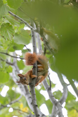 junges Eichhörnchen turnt am Baum