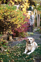 Labrador Retriever Resting in Autumn Garden