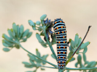 Caterpillar of a Swallowtail Butterfly on a fennel plant. Papilio machaon
