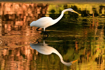 Fototapeta premium reflecting egret