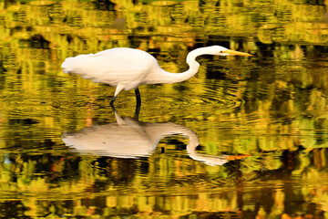 reflection with egret