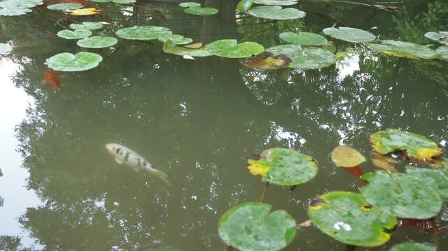 Koi or brocade carp nishikigoi are ornamental domesticated fish bred from the Amur subspecies of carp Cyprinus carpio. Eurasian carp or European carp, common carp, freshwater fish of eutrophic waters.